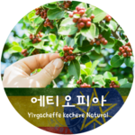 [신상품] 예가체프 코체레 내추럴 (500g)